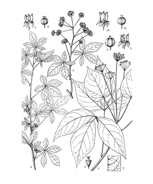 Natural compounds from  Eleutherococcus nodiflorus